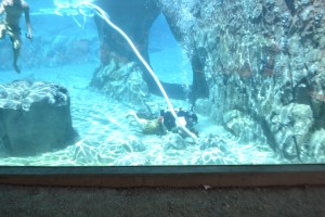 Sea Lion Cove Exhibit